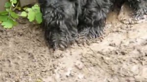 Скотч терьер Басти. В любимой песочнице