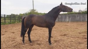 Greaghwillan Stud, County Monaghan, Ireland- Virtual Tour