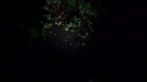 Как и где я собираю Червя (выползка) для наживки на сома