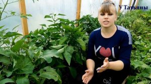 ОШИБКИ при выращивании ПЕРЦА сладкого /болгарского/.