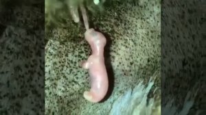 Новорождённый малыш кенгуру в сумке матери.

?☺️??#animal