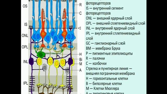Общая психология  Лекция 5  Ощущения и восприятие  Часть 1