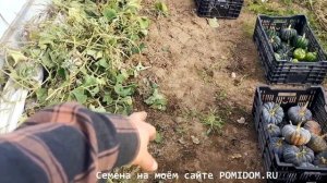 Невиданная УРОЖАЙНОСТЬ! Японская Тыква Кабоча Хризантемка Кикудза — 菊座かぼちゃ С КВАДРАТНОГО МЕТРА 11 Ш