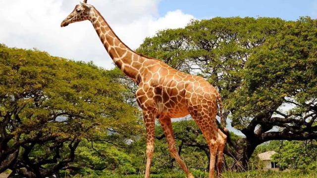 Звук жирафа # Giraffe Sound