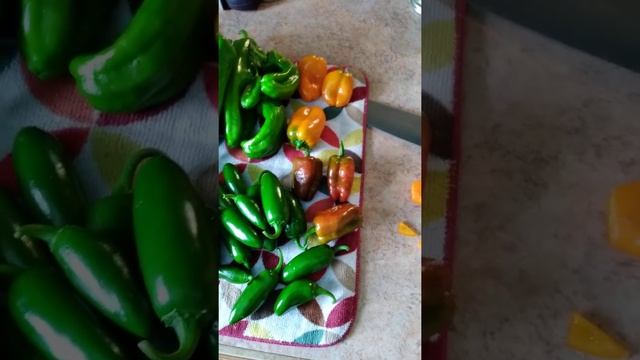 2021 Pepper Harvest. Bonnie Plants Marconi Jalapeño Orange Snack