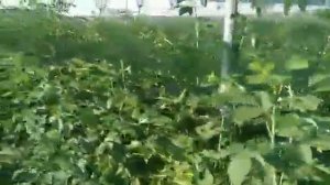 Питомник малины в ИП Абишев