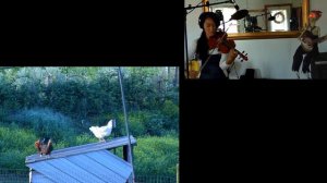 Chicken Reel with our happy chickens Jamming with Skeleton #4