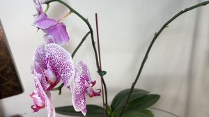 ORCHID IS BLOOMING FOR A FEW MONTH. NEW BLOOMS ARE LARGER THAN ORIGINALS!