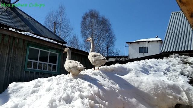 Гусак и гусыня. Может будет хорошая пара? смотреть онлайн