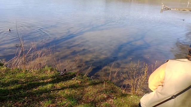 Утки дерутся смотреть онлайн