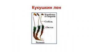 Тема 17. Сфагновые мхи. Значение мхов. Лабораторная работа №5 «Строение кукушкина льна и сфагнума»