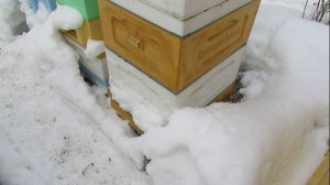 как согласуются между собой корпуса улья BinenHaus и корпуса улья Лысонь