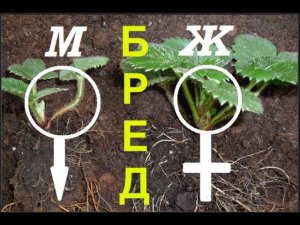 Мужские и женские кусты клубники. Это бред! Опровержение на моё видео.