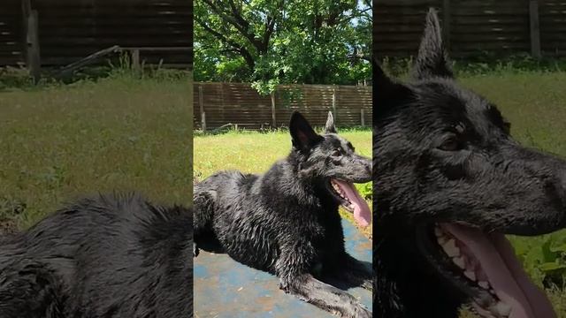 Black German shepherd dog. Чёрная немецкая овчарка. #dog #dogs #germanshepherd #немецкаяовчарка