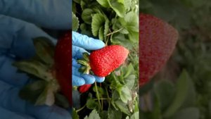 Прекрасный ремонтантный сорт клубники Альбион г. Омск Ферма "Омская Ягода".