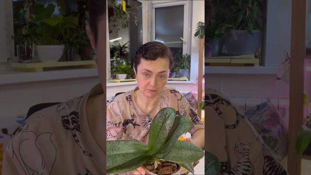 Правильный полив орхидей+бонус