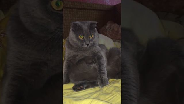 Британские коты смотреть онлайн