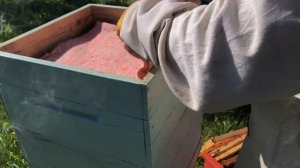 Осушка рамок пчелами после откачки меда.