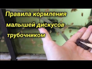 Аквариумистика и кормление дискусов