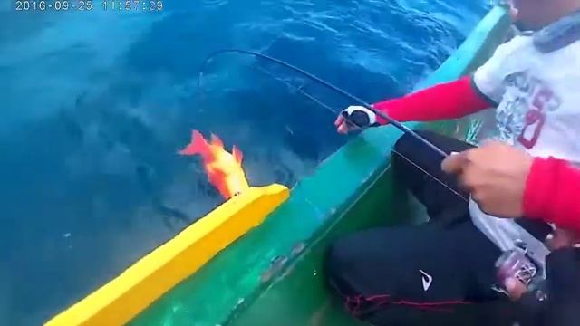 Jigging Fishing | Caching Giant Lyretail Grouper on the Sea смотреть онлайн