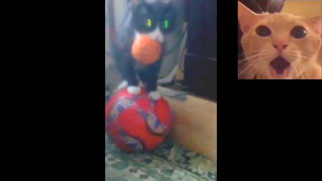 Silly Cat Video смотреть онлайн