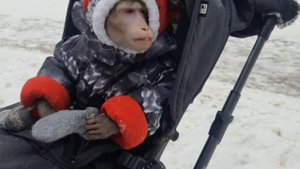Федя и Ульяна на прогулке #monkey #macaque #capuchinmonkey #обезьяна #макака #капуцин