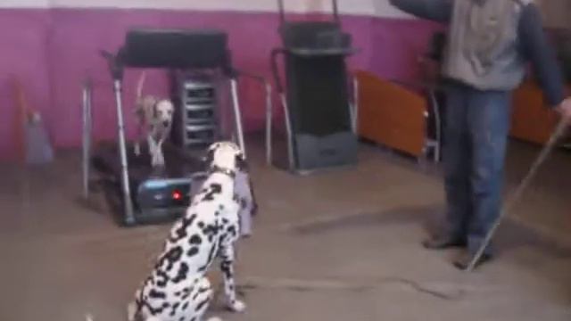 Далматины в спортзале