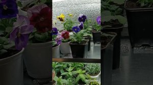 #Виола- почему мельчает цветок.