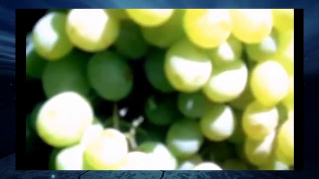 Виноград Кеша смотреть онлайн