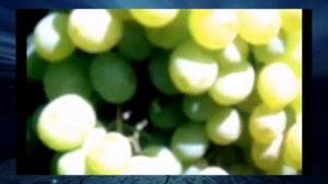 Виноград Кеша