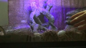 Hermit Crab Molting Information