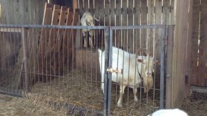 Зааненский козёл  Яша