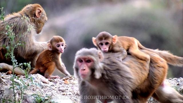 ОБЕЗЬЯНКИ ВИДЕО № 2 смотреть онлайн