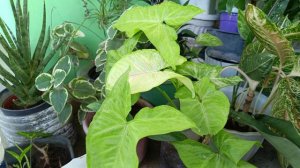 Syngonium Cream Allusion as Feng Shui Good Fortune Plant