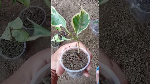 Results of bougainvillea ICU propagation method | ICU method. смотреть онлайн