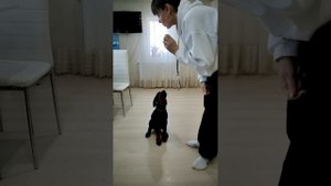 Чему научился щенок доберман Зевс в 2 месяца 🥳😊