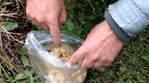 ?? Что делать летом с косточками. Как хранить косточки абрикоса, сливы, черешни, вишни  до посева