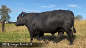 Sugarloaf Angus Lot 24