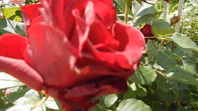 Июльское цветение розы Hommage a Barbara смотреть онлайн