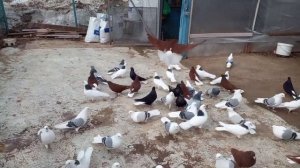 Голуби Самары Рагозин Володя