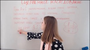 Задача по генетике. Сцепленное наследование и страшное слово морганиды