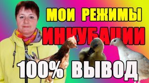 Итоги инкубации. Как достичь хорошего результата в  инкубации.
