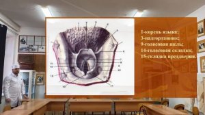 Топография Гортани.