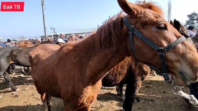 Бээ Байтал Тай баалары ?