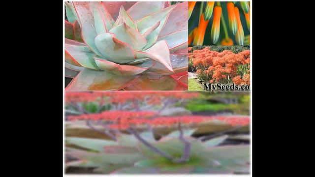 Coral Aloe, Aloe striata SEEDS on www.MySeeds.Co смотреть онлайн