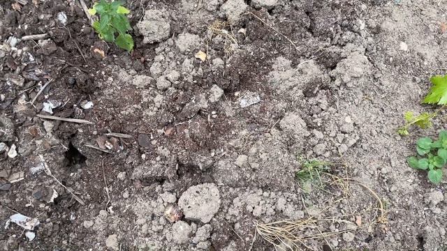 БЕСПЛАТНЫЕ УДОБРЕНИЯ. СЕКРЕТЫ ПЛОДОРОДИЯ