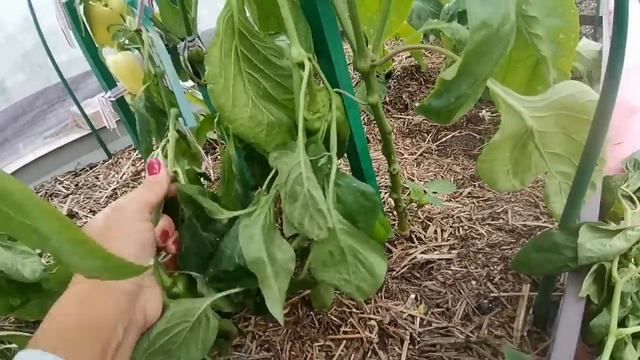 Потери июня - перец, розы, виноград. Огородная текучка, подвязка перца, стрижка томатов смотреть онлайн