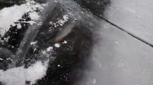 Ловля сазана со льда.