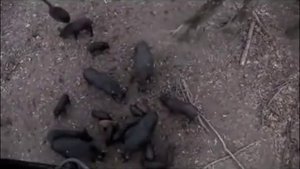 ОХОТА НА КАБАНА! не применяя ружья ТАКОГО ВЫ НЕ ВИДЕЛИ!