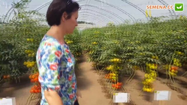 Обзор томатов (Rijk Zwaan) День поля 20.07.16 смотреть онлайн